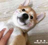 幼犬期柴犬狗狗的饲养要点