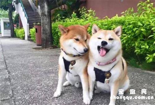给狗狗除蚤的注意事项