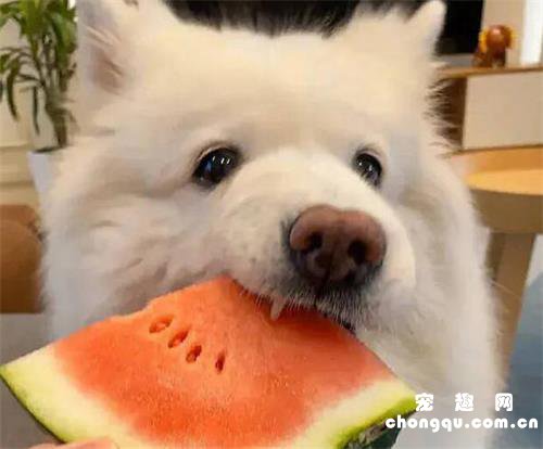 夏天怎么养好萨摩耶狗？