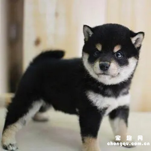黑柴犬和四眼土狗的区别