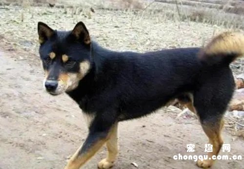 黑柴犬和四眼土狗的区别