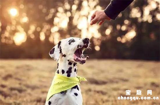 大麦町犬美图,大麦町犬萌照,大麦町犬摄影,大麦町犬图片