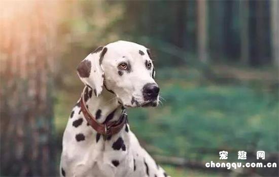 大麦町犬美图,大麦町犬萌照,大麦町犬摄影,大麦町犬图片