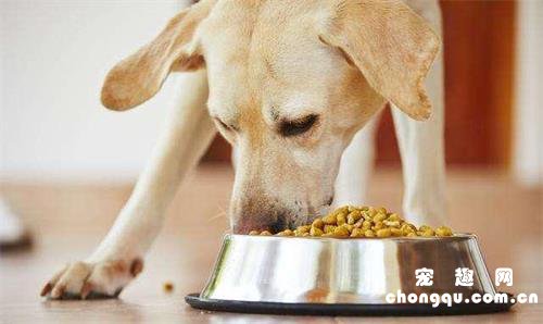 狗狗宁愿饿着不吃狗粮怎么办?