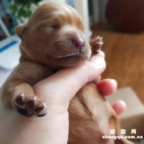 刚出生1天的小狗人工喂养