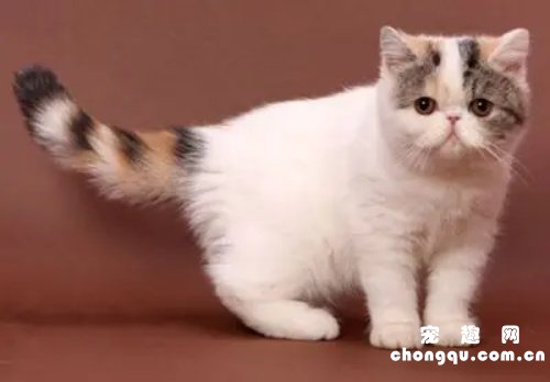 短毛波斯猫饲养方法