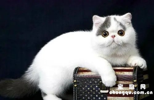 短毛波斯猫饲养方法
