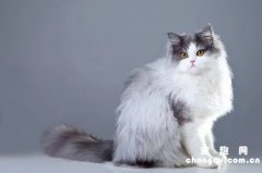 <b>缅甸猫的形态特征有哪些？</b>