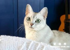 <b>博美拉猫形态特征，生活习性和驯养知识</b>