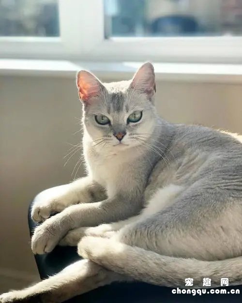 博美拉猫形态特征，生活习性和驯养知识