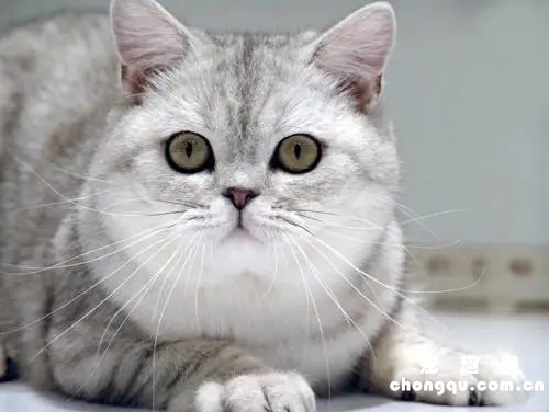 猫咪发烧该吃什么药？需要注意什么？