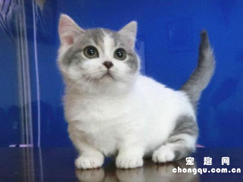 英短猫除了猫粮可以吃什么？