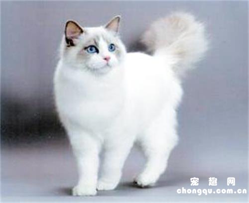 猫咪绝育之前一定要禁食8小时吗?
