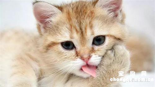 猫吃完驱虫药吐黄水怎么办