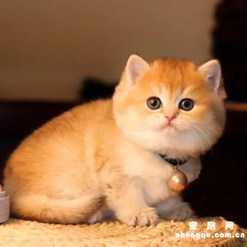 猫流红褐色眼泪的原因