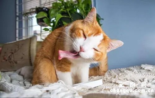 怀孕的猫咪能吃猫薄荷吗？