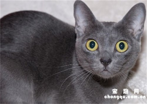 母猫断奶后多久才完全退奶？
