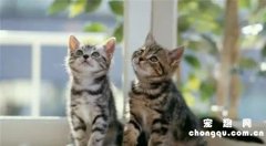 <b>为什么土猫是三角脸？</b>