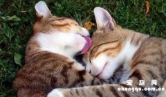 <b>猫互相舔毛是表达什么？</b>