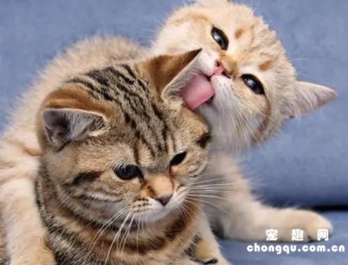 猫互相舔毛是表达什么？