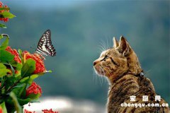 月季花对猫咪有害吗？