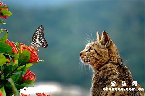 月季花对猫咪有害吗