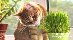 <b>猫草吃太多会怎么样？</b>