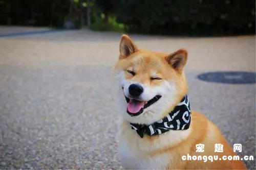 刚满月的小柴犬怎么喂养?