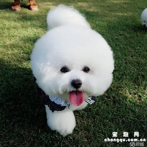 比熊体内驱虫用什么药好？