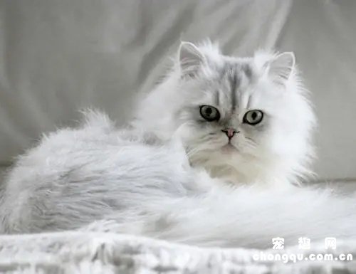 金吉拉猫价格贵吗?如何正确饲养金吉拉猫？