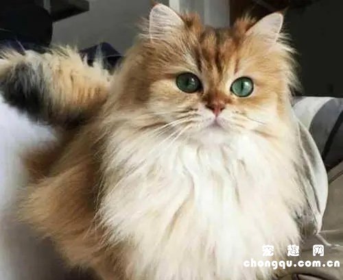 金吉拉猫价格贵吗?如何正确饲养金吉拉猫？