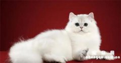 <b>纯种波斯猫多少钱(纯种波斯猫的特点)</b>