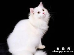 山东狮子猫多少钱一只(山东狮子猫价格)