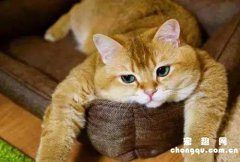 橘猫除了胖都有哪些特点(橘猫的特点和外貌)