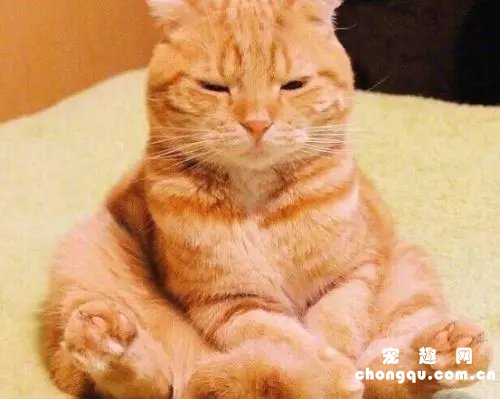 橘猫除了胖都有哪些特点(橘猫的特点和外貌)