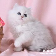 <b>金吉拉猫毛发粗糙如何解决？</b>