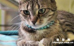 <b>​猫咪怀孕了可以吃化毛膏吗?</b>