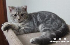 猫怀孕可以摸肚子吗?