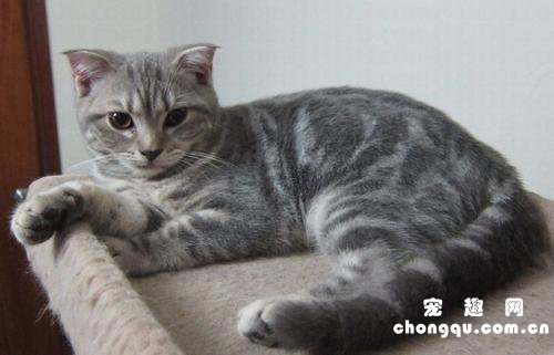 猫怀孕可以摸肚子吗?