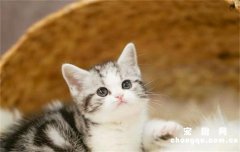 ​美短是短鼻猫吗?