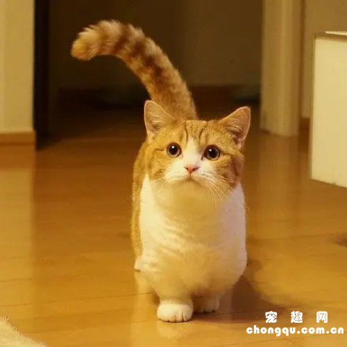 ​短腿橘猫是什么品种