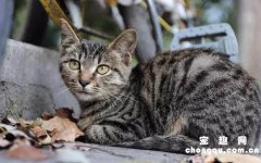 ​狸花猫只有中国才有吗?