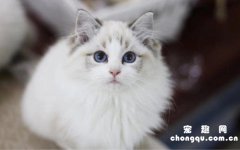 猫尾巴骨折怎么办?