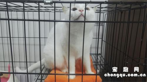 散养和圈养猫咪哪一种更好呢？