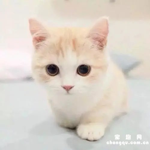 小奶猫感冒发烧怎么正确有效降温？