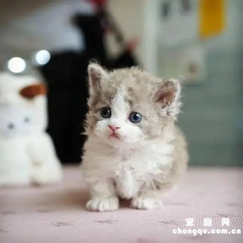 小奶猫感冒发烧怎么正确有效降温？