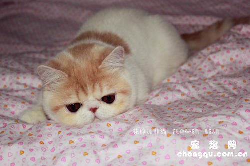 猫咪胰腺炎及其常见并发症的管理和治疗