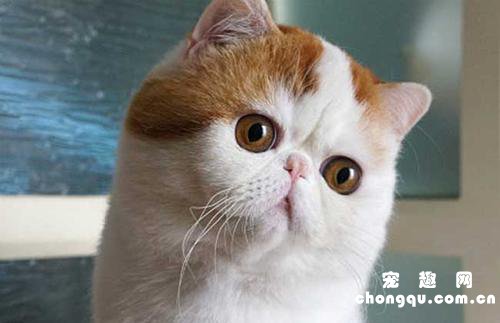 猫咪胰腺炎及其常见并发症的管理和治疗