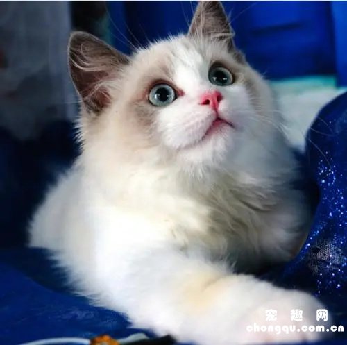 猫咪胰腺炎及其常见并发症的管理和治疗