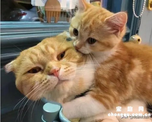 为什么要让小猫咪和猫妈妈分开使用猫砂盆？